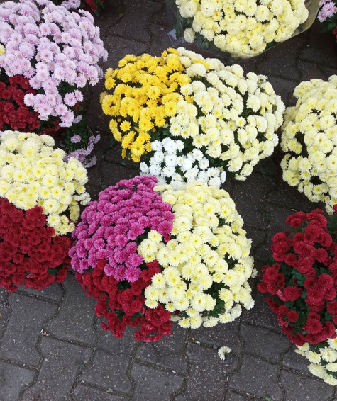 Chryzantema drobnokwiatowa biała DUŻA DONICA