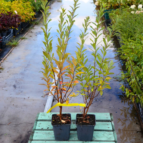 Tawuła Billarda (P9)