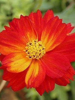 Kosmos Diablo, Onętek 1 g