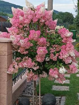 Hortensja Vanille Fraise szczepiona na pniu