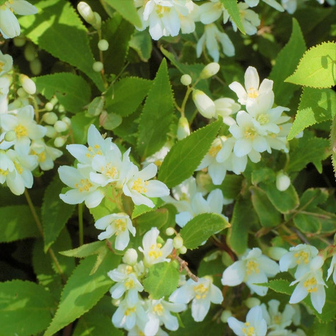 Żylistek wysmukły Aurea (C2)