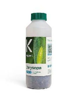 Chrysopa 1000 Złotook pospolity na mszyce