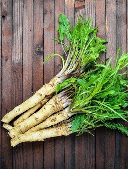 Chrzan Biały pospolity ostry 1 sztuka