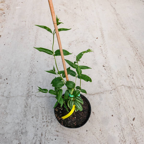 Wiciokrzew Henry'ego P14