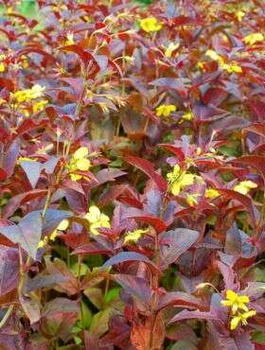 Tojeść orzęsiona Firecracker (C2)