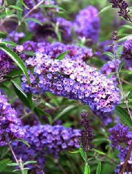 Budleja Davida Nanho Blue (C2)