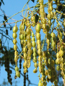 Perełkowiec japoński (C2)