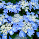 Hortensja ogrodowa Blaumeise (P9)