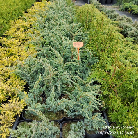 Jałowiec łuskowaty Meyeri stalowo-srebrzysty