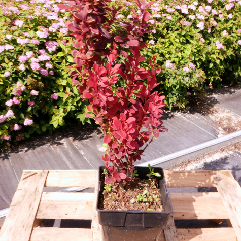 Berberys Thunberga Neon (C2)