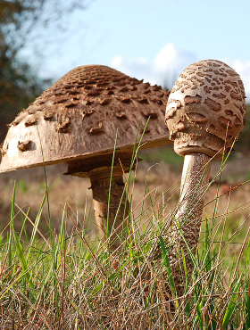 Grzybnia Kania czubajka 120ml