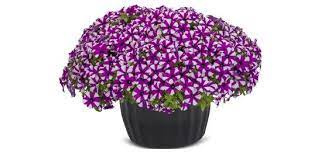 Surfinia fioletowo-biała Shortcake Blueberry