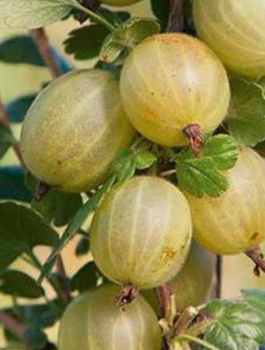 Agrest biały Triumf na pniu Plant Pack