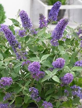 Budleja Dawida Summer Bird Blue (C2)