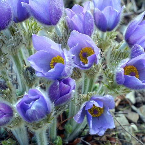 Sasanka zwyczajna niebieska