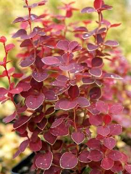 Berberys Thunberga Chiquita (C2)