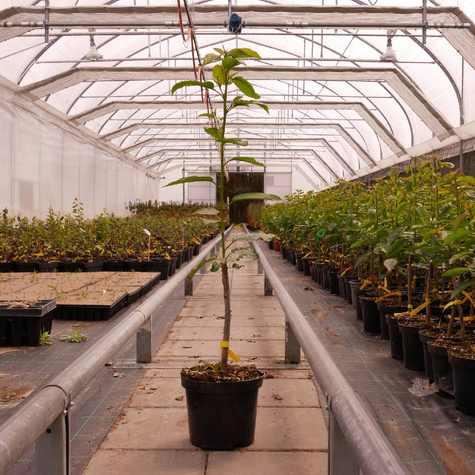 Czereśnia Majówka wczesna (C2)