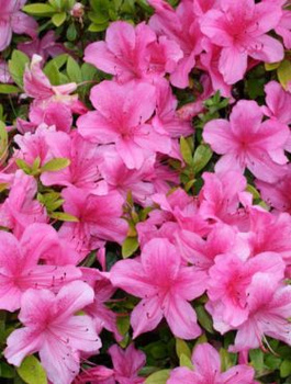 Azalia japońska Geisha Pink (C2)