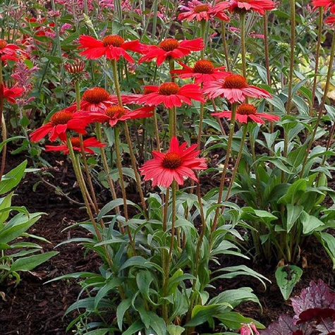 Jeżówka purpurowa Red Pearl (C2)