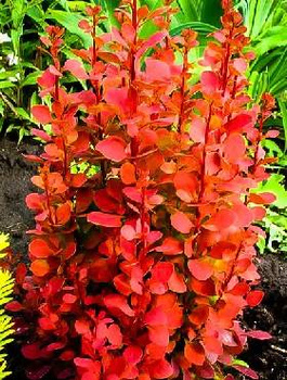 Berberys Thunberga Red Rocket (C2)