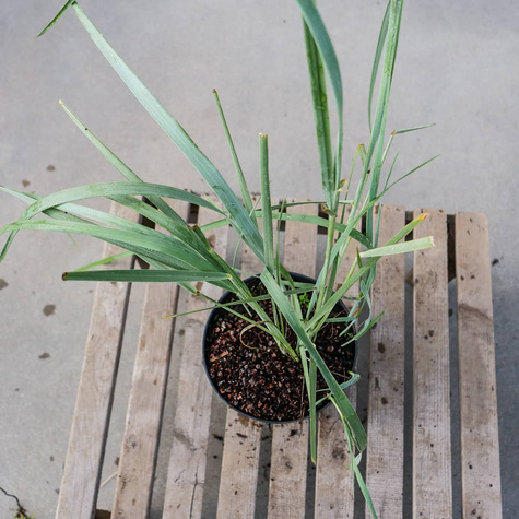 Wydmuchrzyca piaskowa (C2)