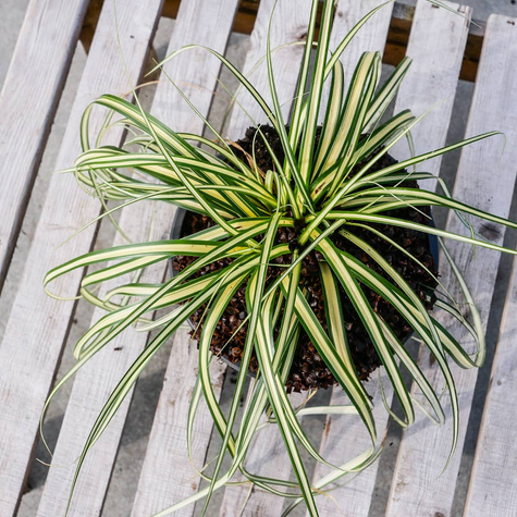 Turzyca oszimska Evergold (C2)