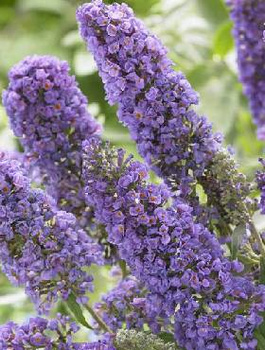 Budleja Dawida Summer Bird Sky Blue karłowa na balkon (C2)