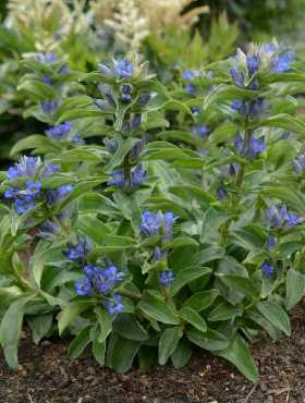 Goryczka krzyżowa (P9)