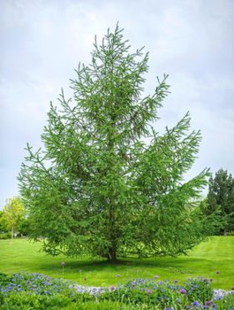 Modrzew japoński Larix kaempferi