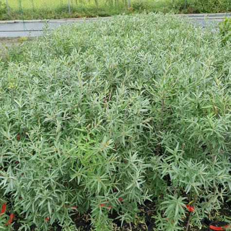 Rokitnik pospolity Złoto Syberii Luchistaja żeńska