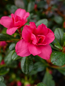 Azalia japońska Rubinetta (C2)