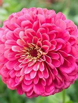 Cynia wytworna daliowa Illumination 1g