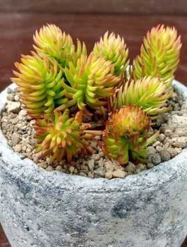 Rozchodnik ościsty Angelina (C2)