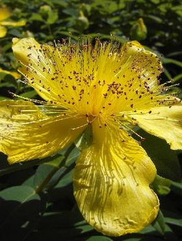 Dziurawiec kielichowaty (C2)