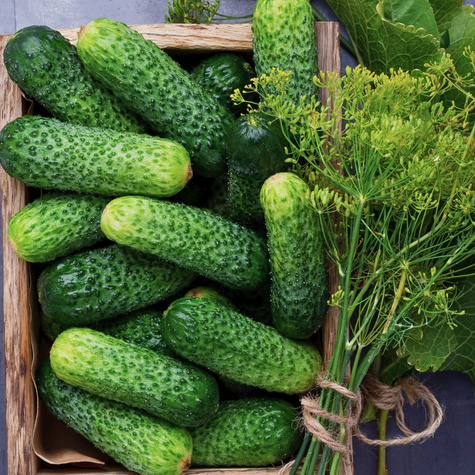 Ogórek gruntowy Krak F1 5g korniszon