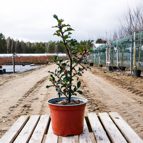 Ostrokrzew Blue Girl (C2)