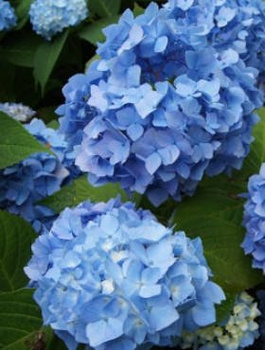 Hortensja ogrodowa Bella (C2)