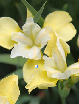 Kosaciec syberyjski Irys Butter and Sugar (C2)