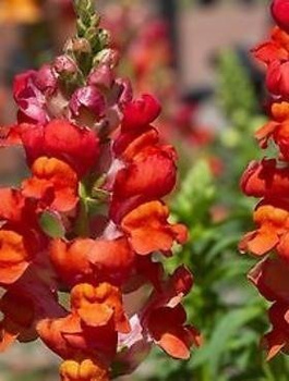 Lwia Paszcza karłowa Portos pomarańczowa Wyżlin 0,5g