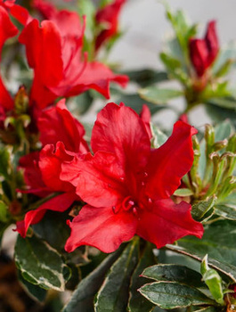 Azalia japońska Silver Queen (C2)