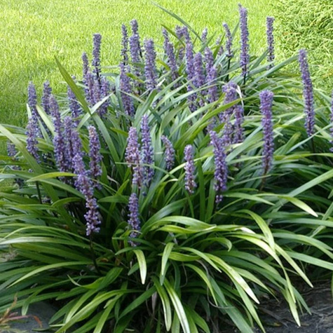 Liriope szafirkowata Royal Purple