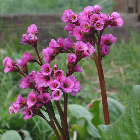 Bergenia sercowata (C2)