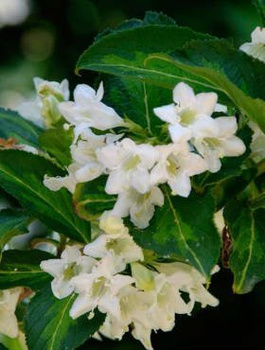 Krzewuszka cudowna Milk and Honey (C2)