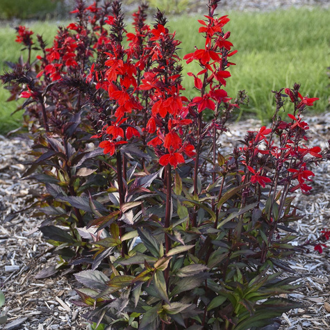 Lobelia okazała Starship Scarlet Bronze Leaved (C2)