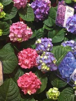 Hortensja ogrodowa Diva Fiore Rosea (C2)