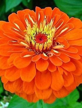 Cynia wytworna daliowa cynobrowa 1g