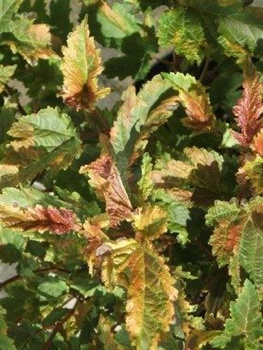 Pęcherznica kalinolistna Chameleon (C2)