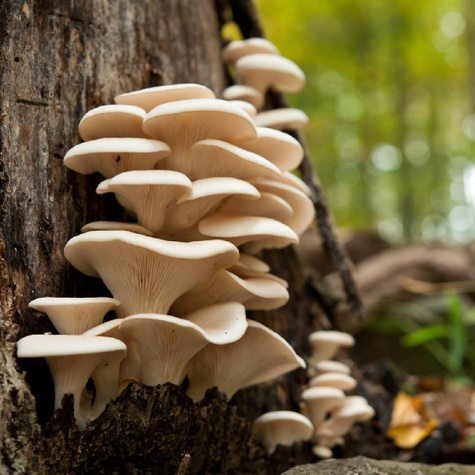 Grzybnia Boczniak ostrygowaty 6L