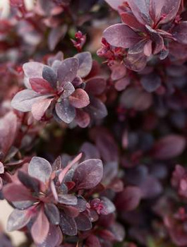 Berberys Thunberga Concorde (C2)