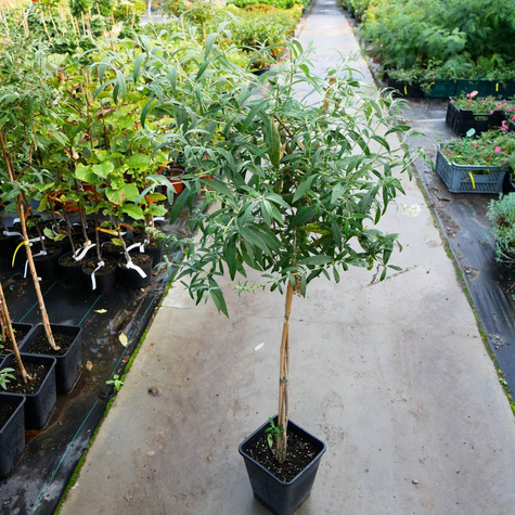 Budleja Dawida Pienna Mix Kolorów (C2)